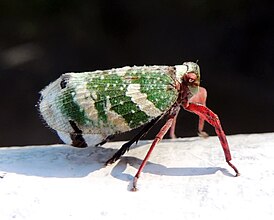 Eurybrachys tomentosa