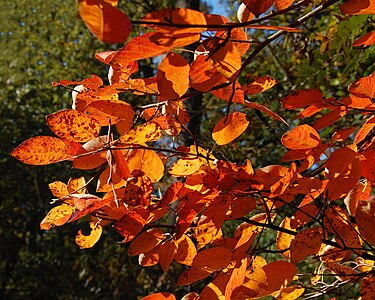 Nicht nur Sturm- und Regenwetter, auch buntes Laub gehört zum Herbst.