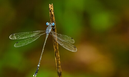 Lestes praemorsus male