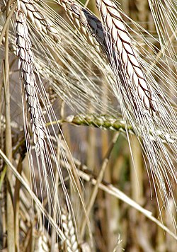 Англійська пшениця (лат. Triticum turgidum)