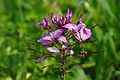 Cleome spinosa, Charente, ಫ್ರಾನ್ಸ್