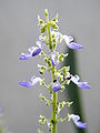 Coleus (spikelets palsu)