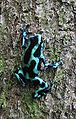 Dendrobates auratus