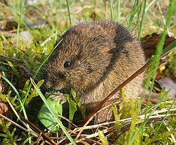 普通田鼠 Microtus arvalis