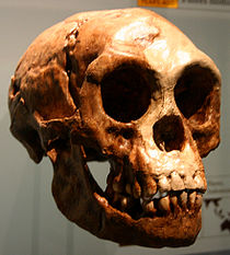 Odliatok lebky Homo floresiensis v Americkom prírodovednom múzeu