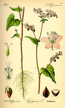 Illustration Fagopyrum esculentum0.jpg