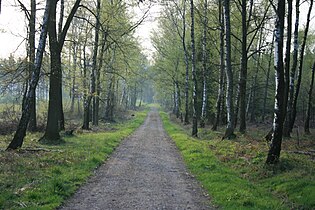 Waldweg 2011