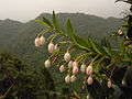 大葉越橘開花，分布在稜線與溪谷，立夏花期為主-2007夏