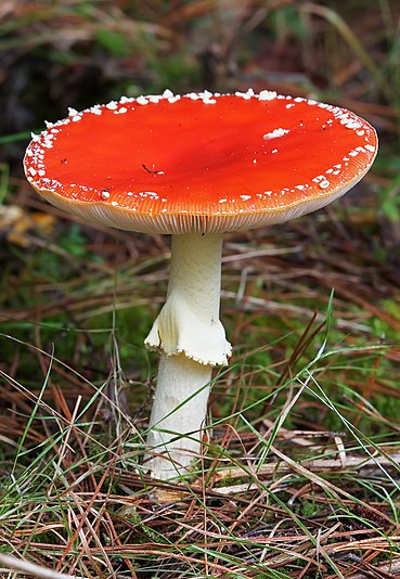 Amanita muscaria (Mature)