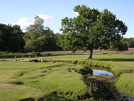 Het riviertje de Beaulieu doorsnijdt Longwater Lawn nabij Lyndhurst