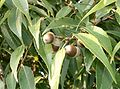 Quercus myrsinifolia