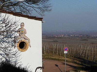 Weinberg am Rand von Königsbach