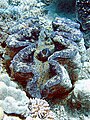 The giant clam (Tridacna gigas) is the largest bivalve