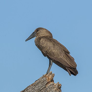 Hamerkop by Charles J. Sharp