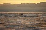 Um urso polar na costa leste