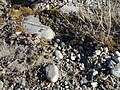 A double-banded plover nest