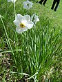 Narcissus poeticus