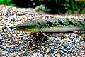 Ornate bichir