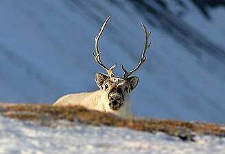 Spitsbergenrendier (Rangifer tarandus platyrhynchus)