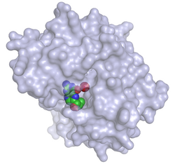 Tryptophan-Hydroxylase 1