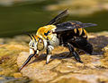 Apinae (Nyuki mchimbaji, Amegilla atrocincta)