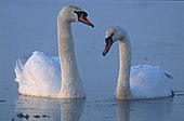 Mute swans.