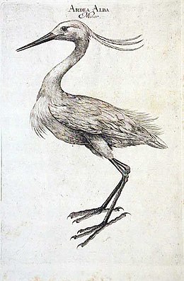 Ardea Alba, illusztráció Luigi Ferdinando Marsigli Danubius Pannonico-Mysicus. Observationibus geographicis, astronomicis, hydrographicis, historicis, physicis perlustrat című művéből, 1726