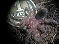 Grammostola aureostriata