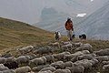 Image 43Sheep in Écrins National Park (France) (from Livestock)