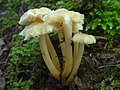 Hygrocybe citrina