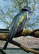 Leptosomus discolor (Leptosomiformes).