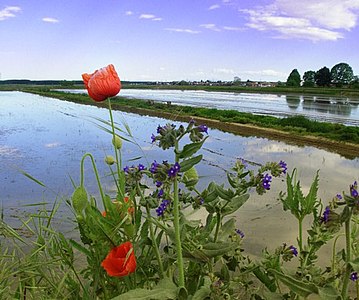 Rizières entre Novara et Verceil.