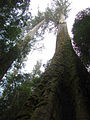 Image 51Eucalyptus regnans forest in Tasmania, Australia (from Old-growth forest)