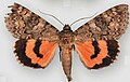 Catocala hermia f. diantha Hermia underwing