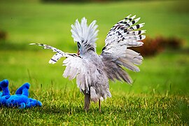 Un Cagou huppé en posture d'intimidation. Noter les barres noires sur les ailes et la huppe hérissée.