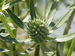 Eryngium planum