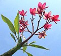 Plumeria rubra; flors