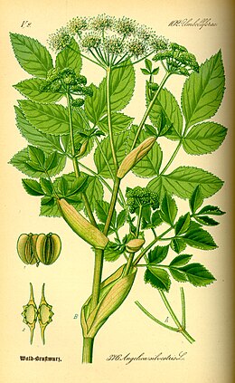 Erdei angyalgyökér (Angelica sylvestris)