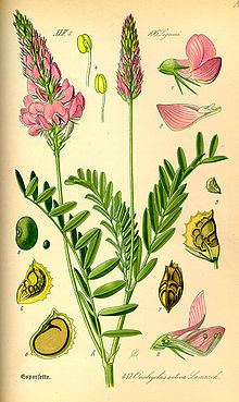 Illustration Onobrychis viciifolia0.jpg