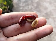 Семенка од Coffea arabica.