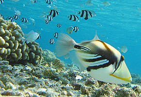 A Lagoon Triggerfish swimming around the reef of Lakshdweep.