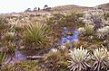 Lanneg Rabanal (Boyacá, Colombia).