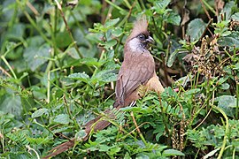 Colius striatus (Coliiformes).