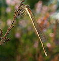 Erdei rabló (Sympecma fusca) - hím