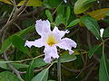 Цветок Tabebuia rosea