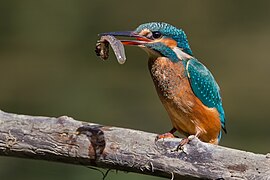 Martin-pêcheur d'Europe