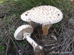 Saproamanita vittadinii