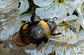 Bivbivink (Bombus terrestris)