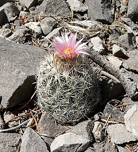 Coryphantha vivipara