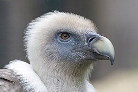 Un autre, au parc zoologique de Paris.